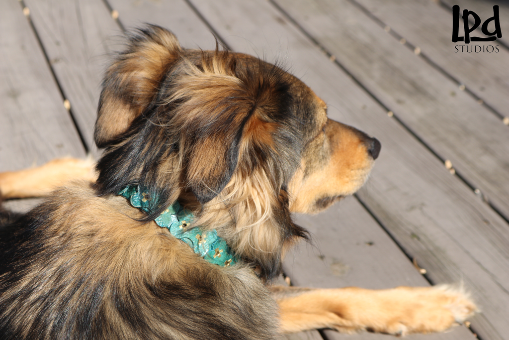 LPDstudios Blog: What's New - Leather Collar with Dog Bones Motif and Brass Dog Tags