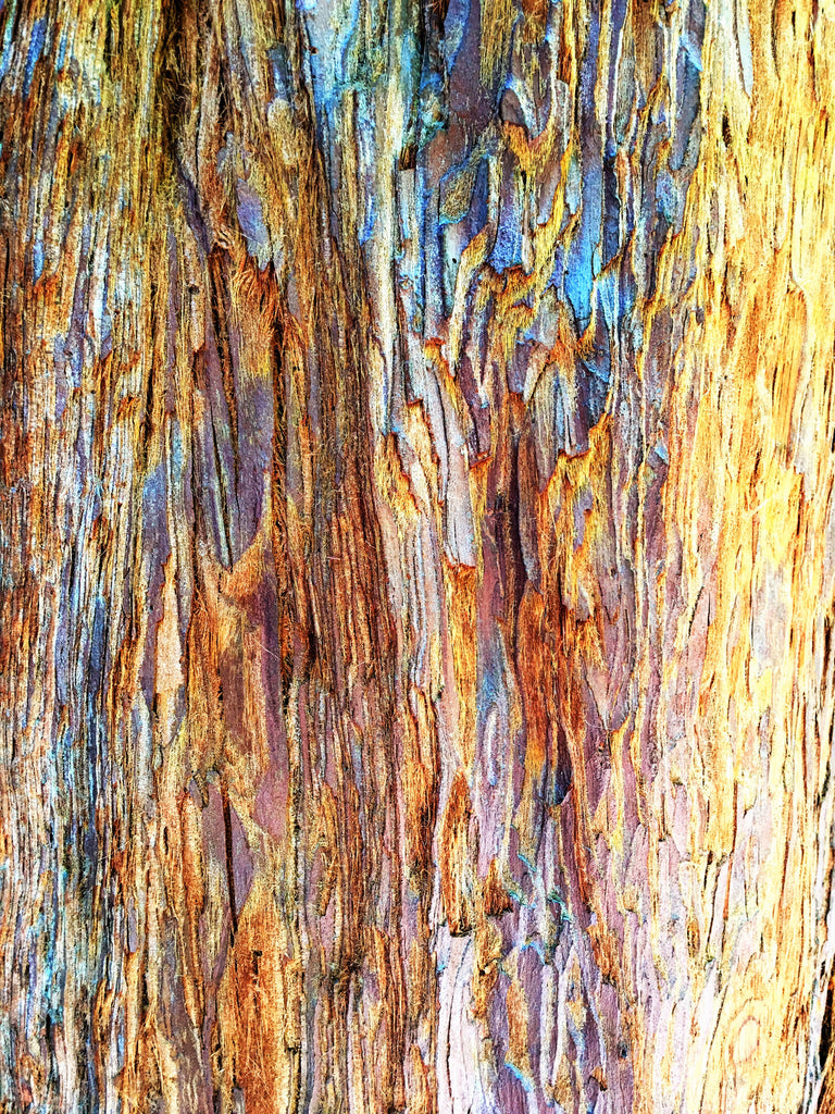 Summer Vacation-Muir Woods
